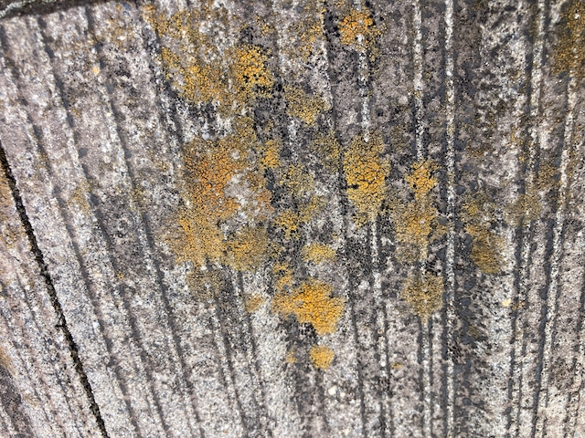 苔が生じたコンクリート瓦・ズーム